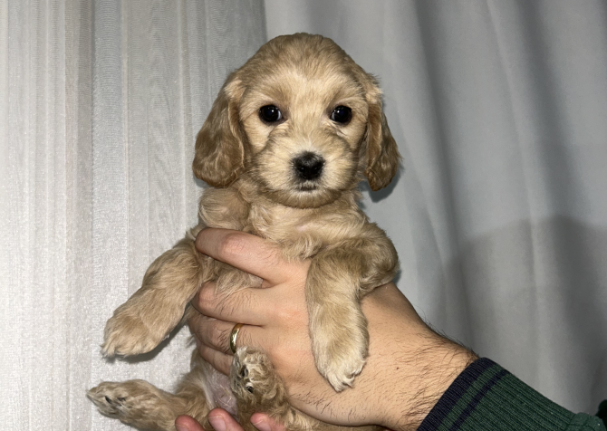 2 aylık maltipoo